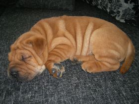 Hunde.jp5.jpg