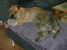 Hunde.jp8.jpg