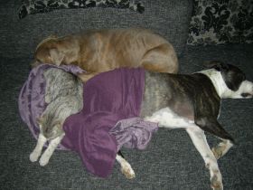 Hunde.jp9.jpg
