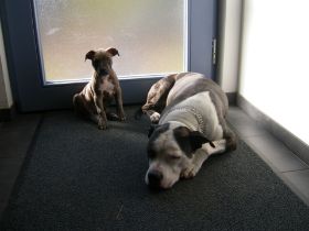 Pferde, Hunde und Ebay 033.jpg