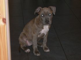Pferde, Hunde und Ebay 107.jpg